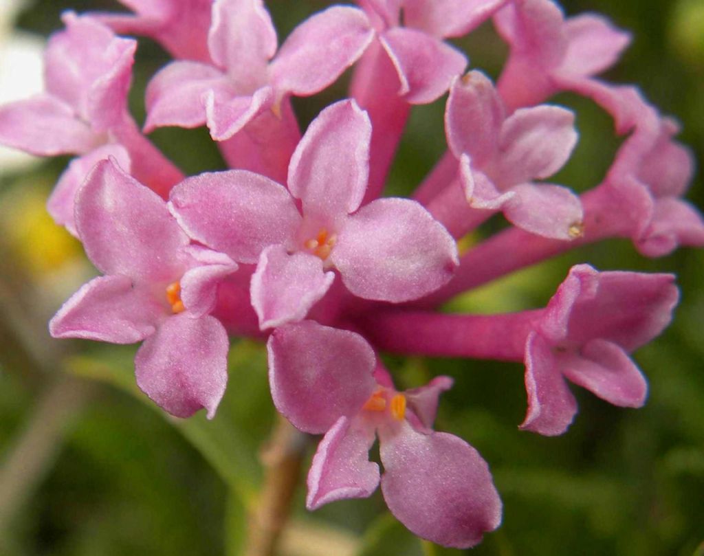 Daphne striata